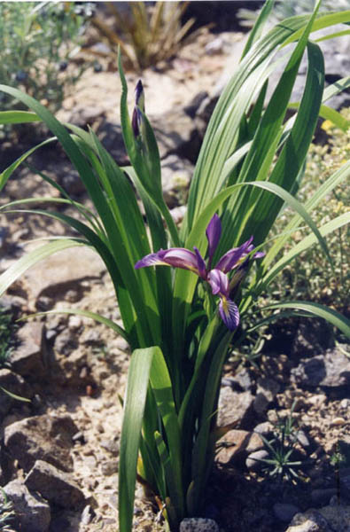 Iris graminea en fleurs dans une prairie des Alpes suisses